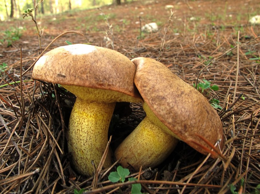 Suillus collinitus