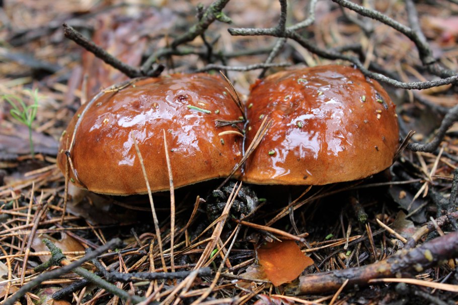 Маслёнок Клинтона (Suillus clintonianus)