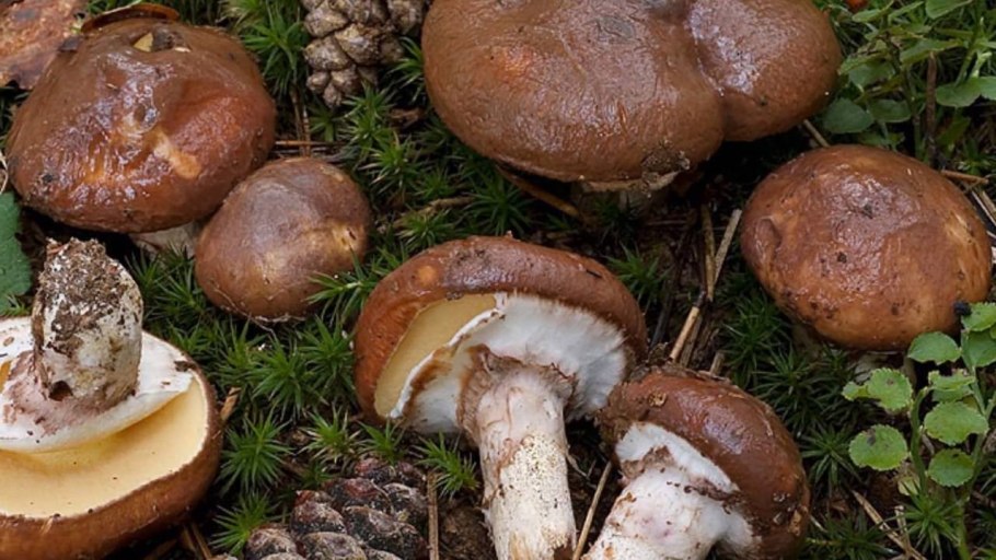 Гриб Suillus luteus