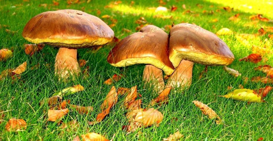 Маслята грибы фото