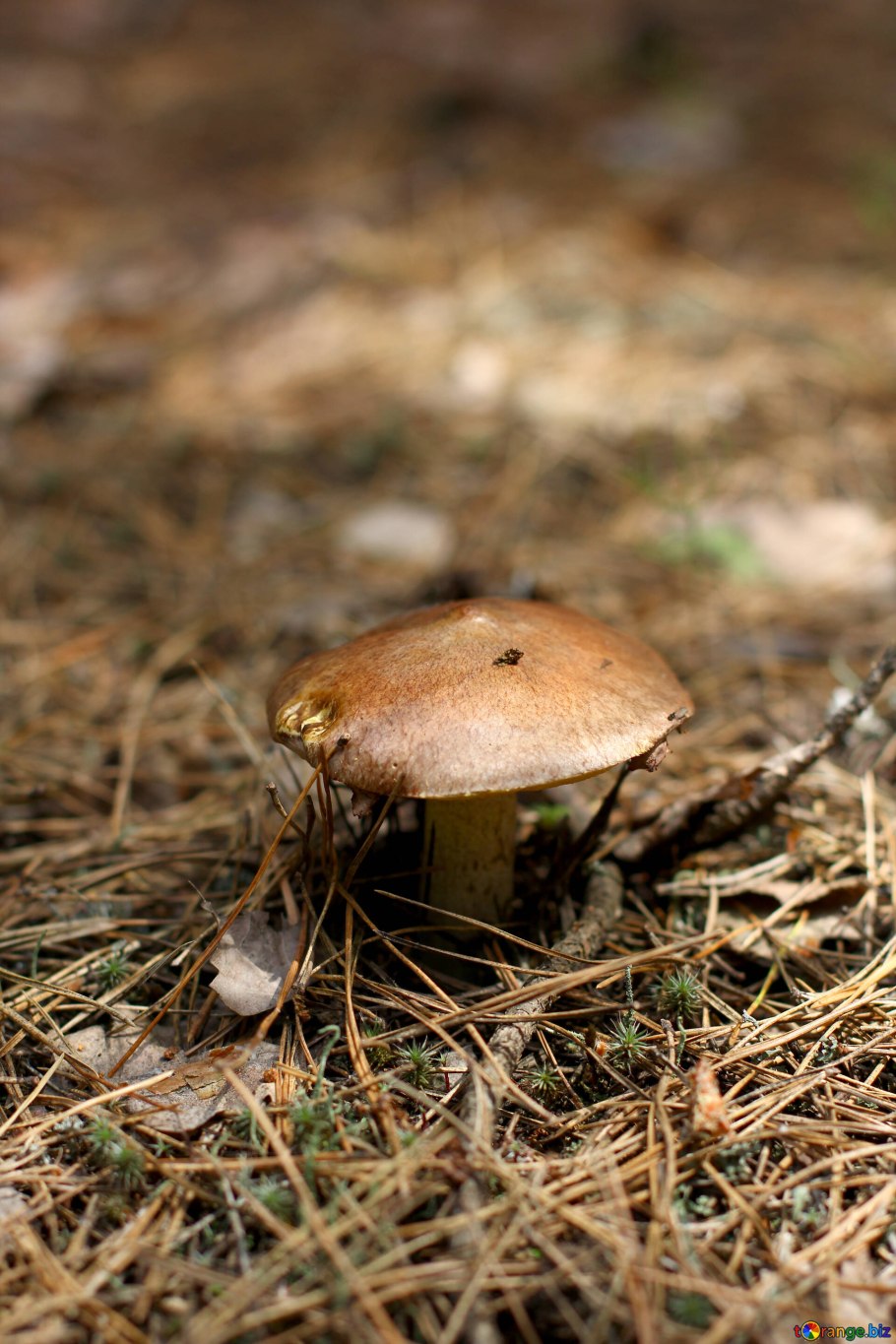 Осенние грибы маслята