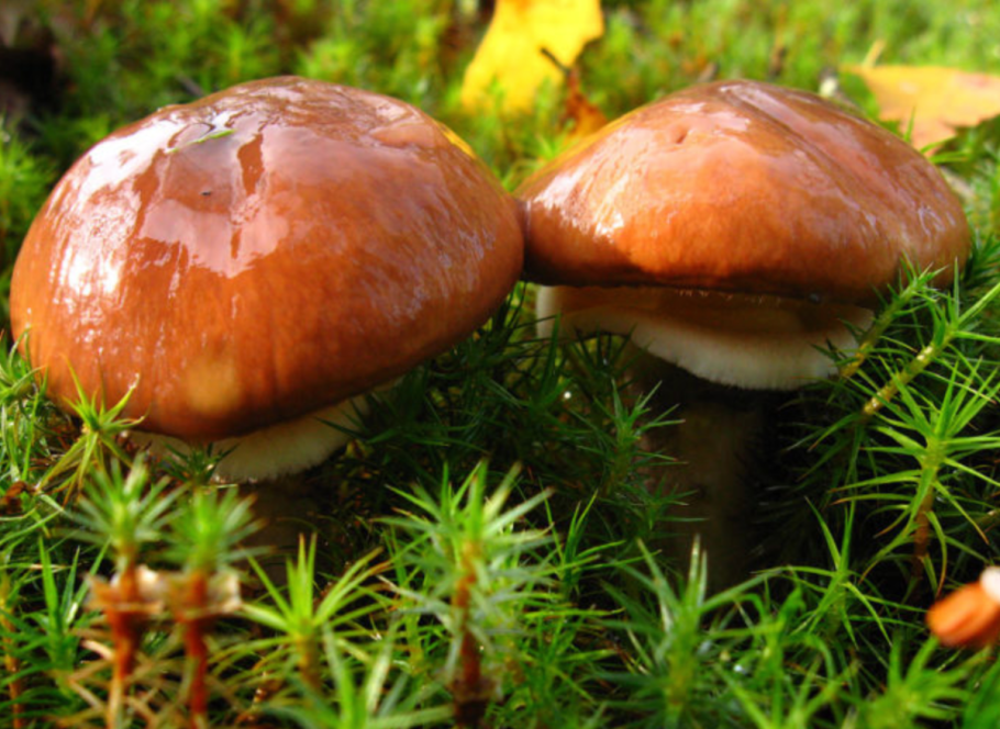 Маслёнок гриб