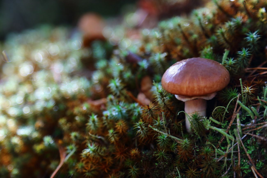 Гриб Suillus luteus