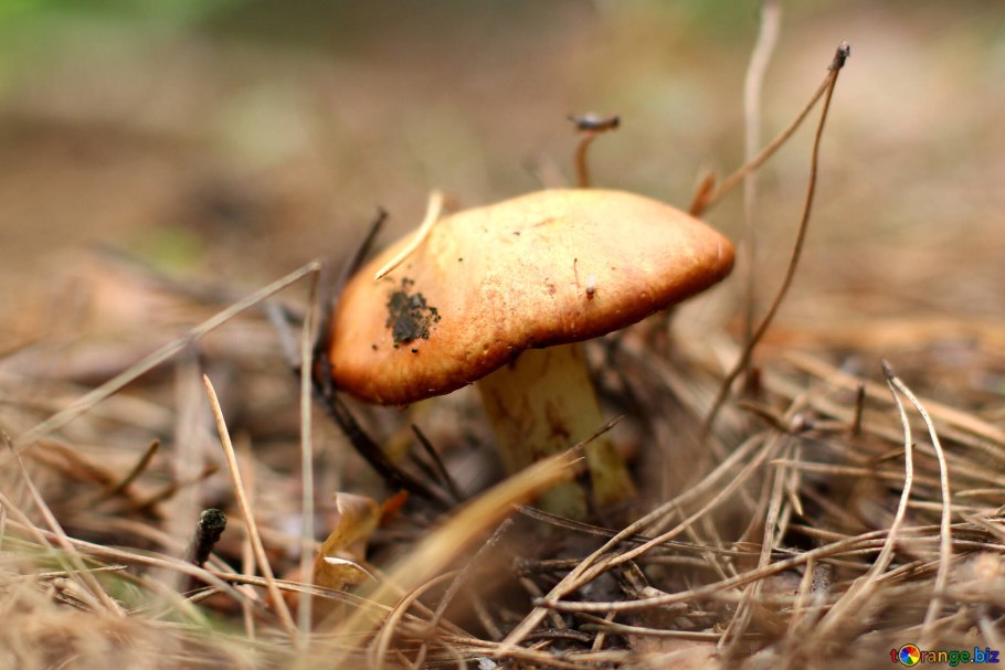 Масленок Suillus luteus