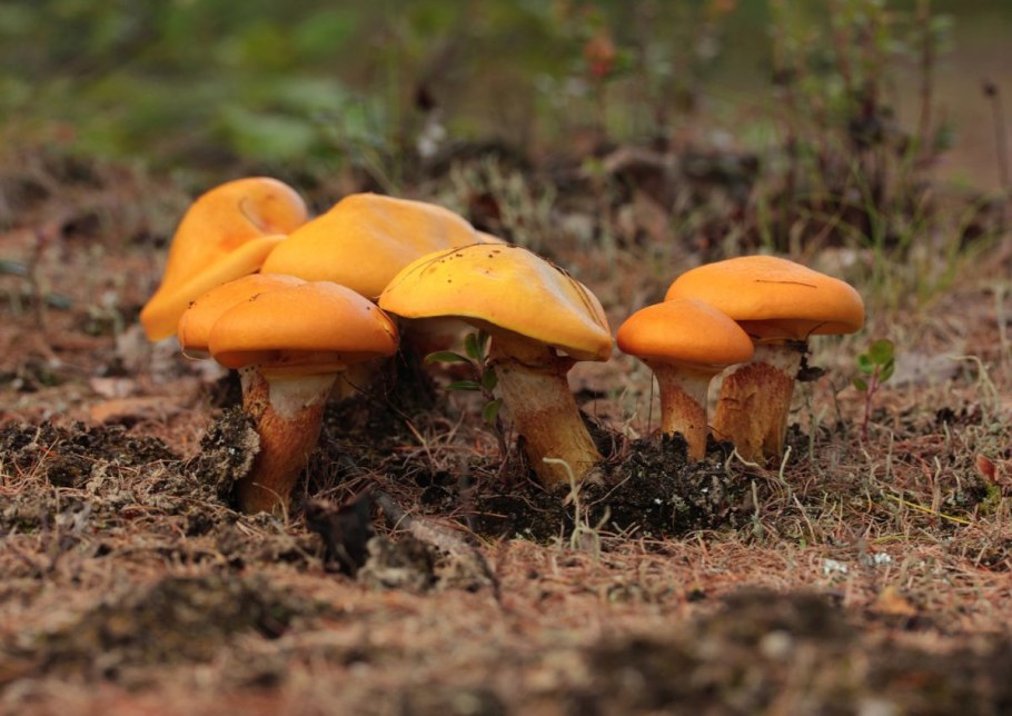 Масленок настоящий гриб