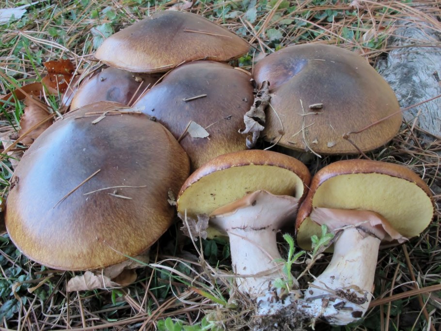 Гриб Suillus luteus