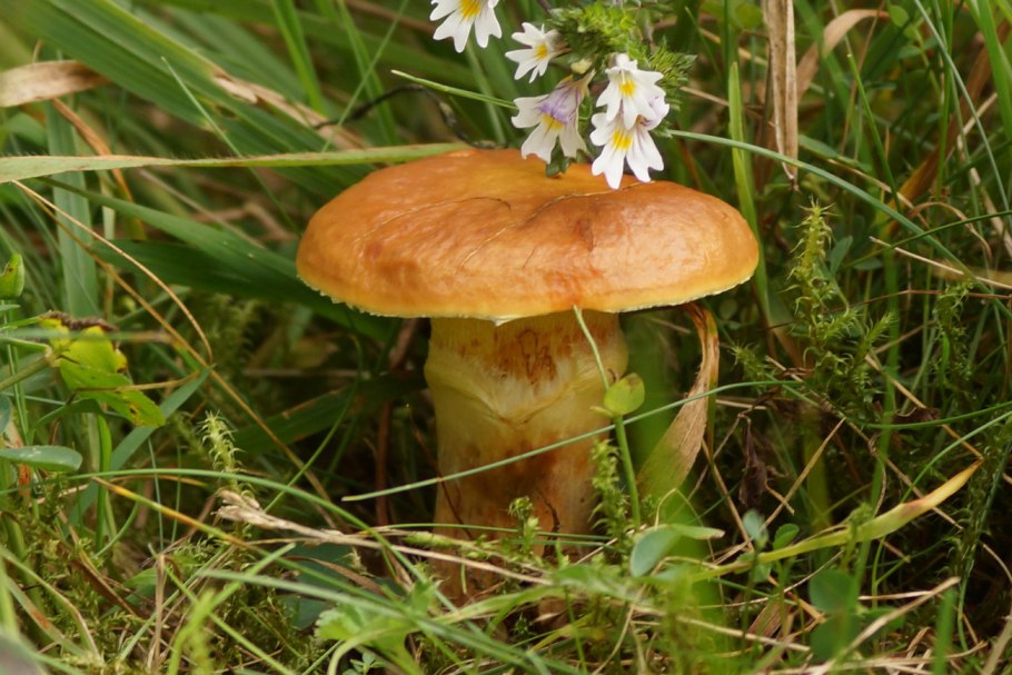 Маслёнок гриб