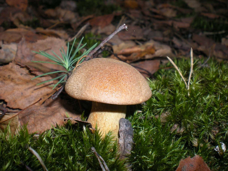 Гриб Suillus luteus