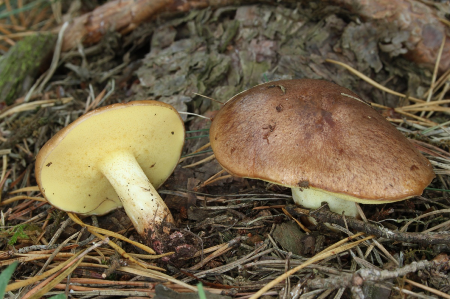 Suillus granulatus маслёнок зернистый