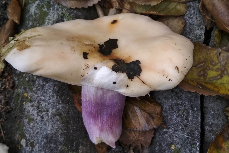 Cortinarius balteatus
