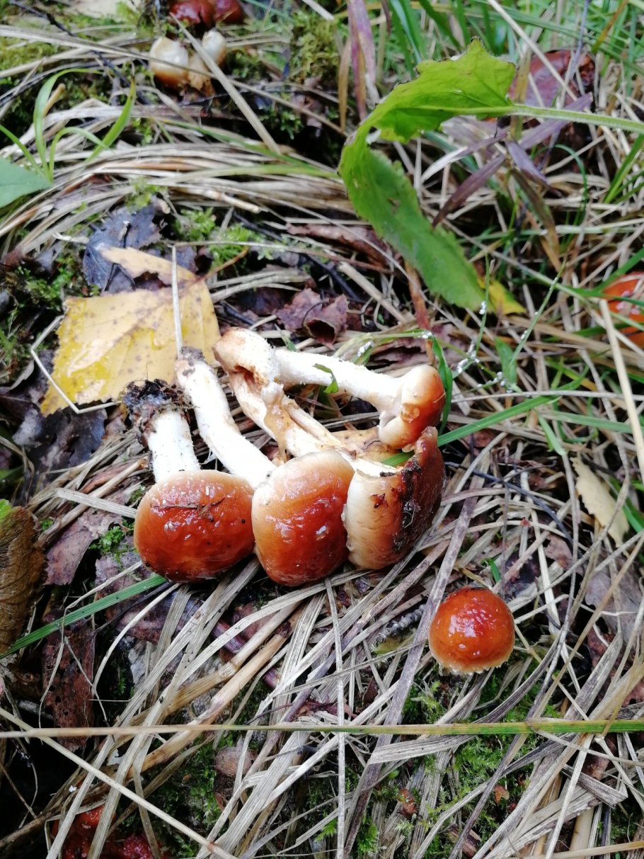 Паутинник слизистый Cortinarius mucosus