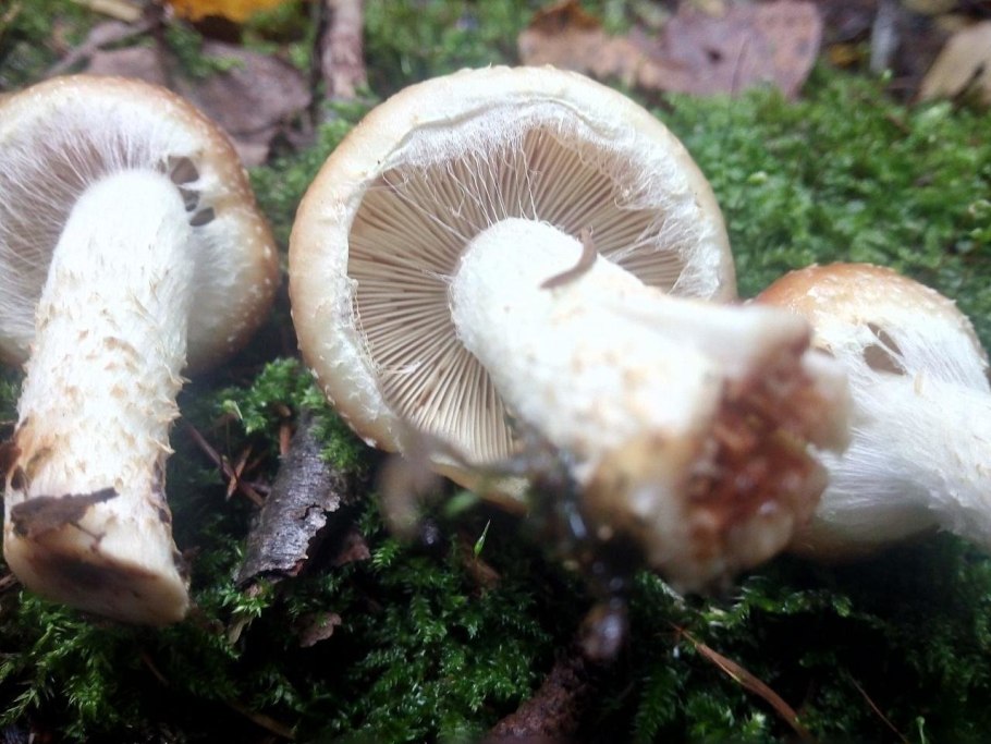 Спаржа с грибами