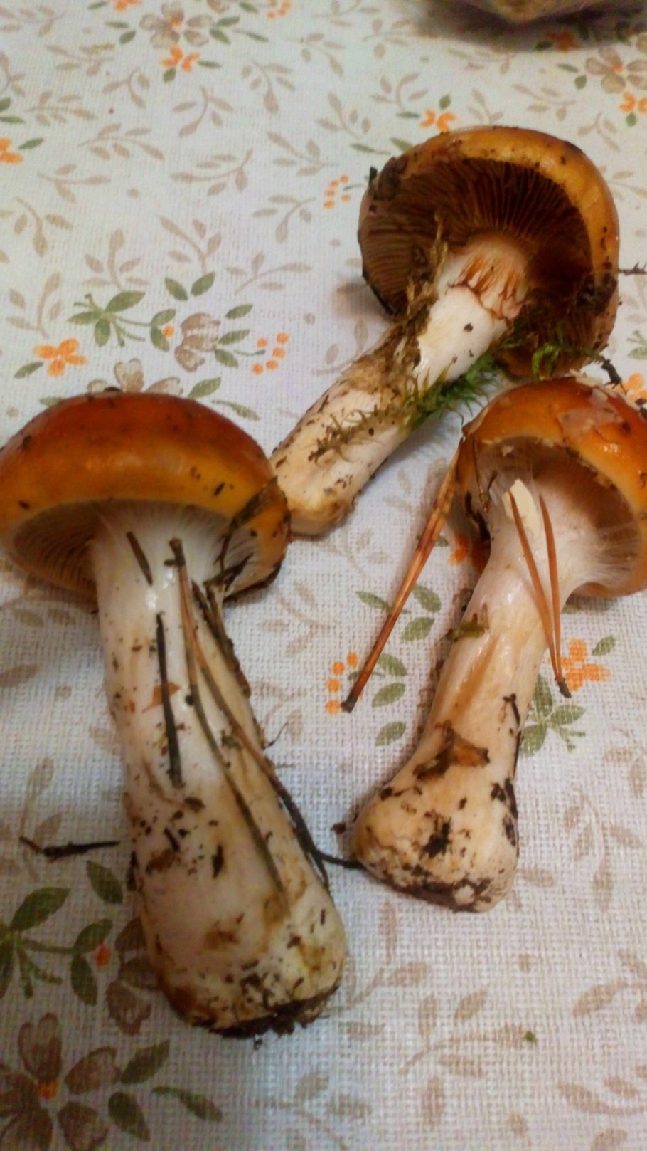 Грибы паутинник слизистый