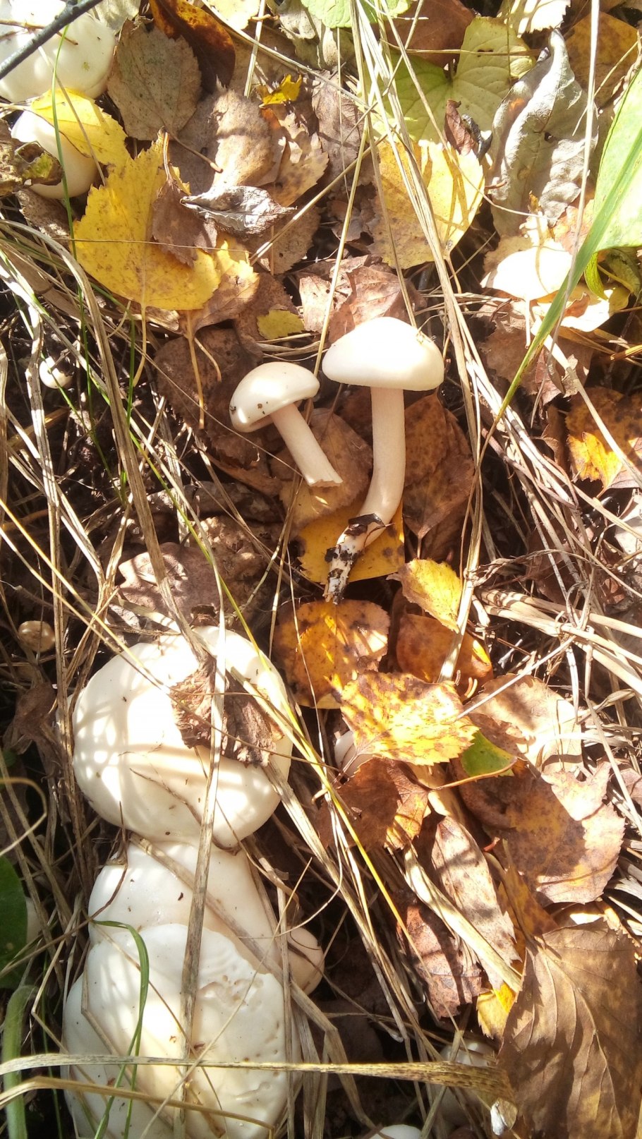 Миксомицеты строение