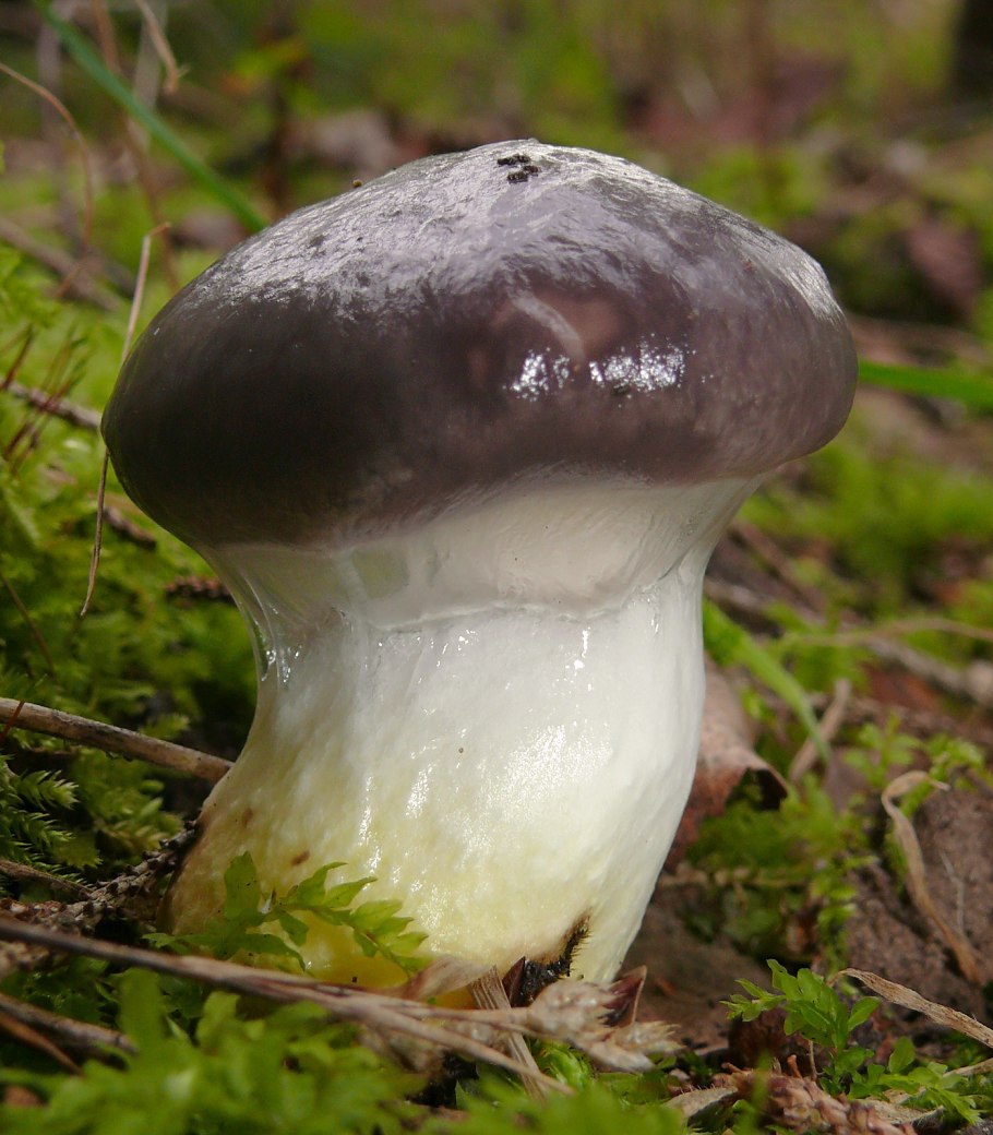 Мокруха Еловая (Gomphidius glutinosus)