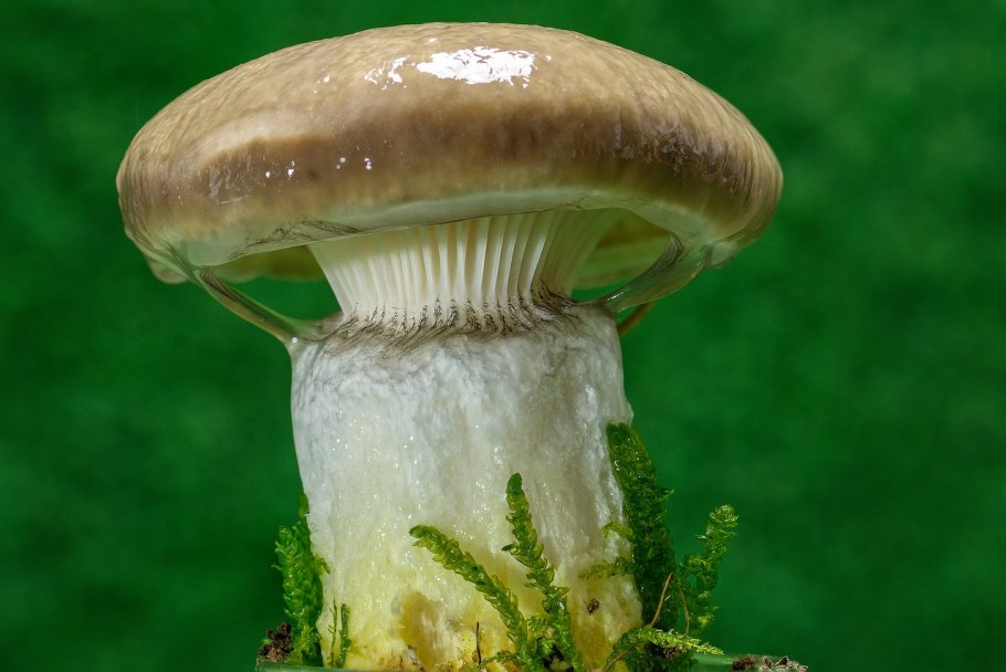 Гриб в слизи