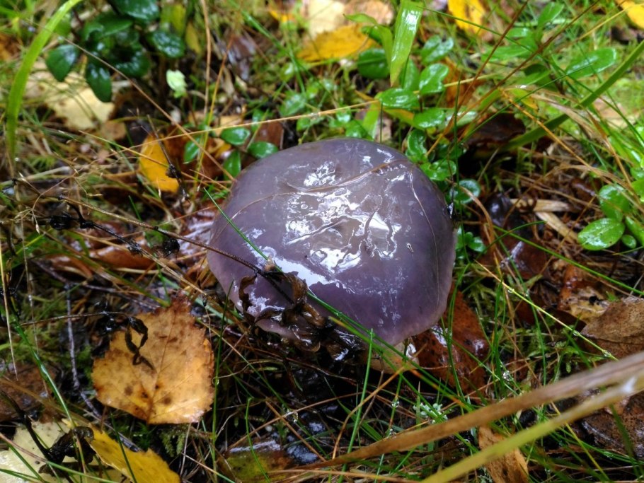 Гриб покрытый слизью