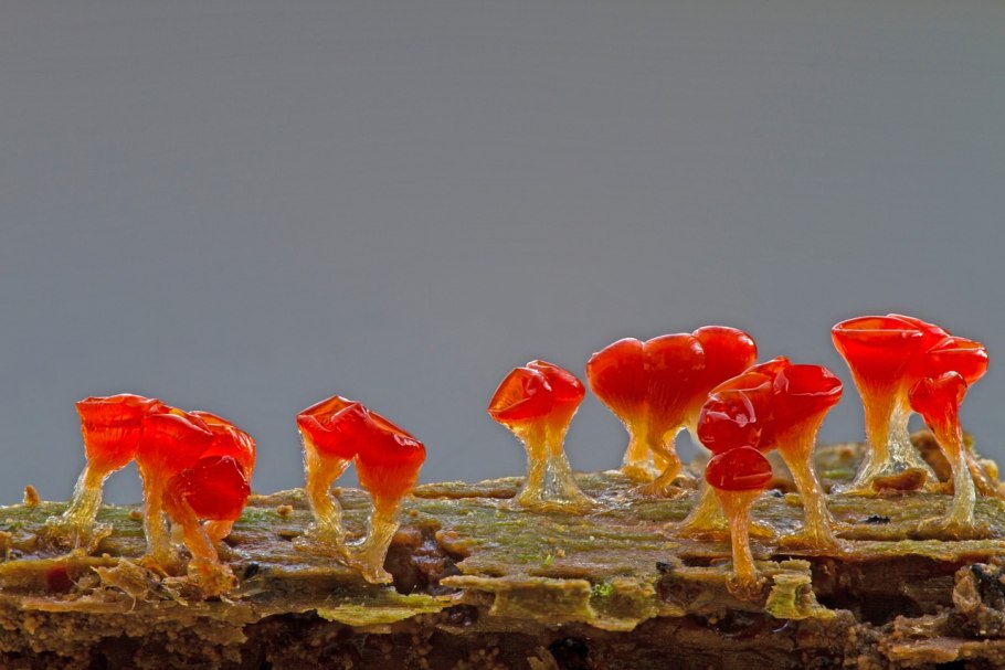 Грибы со слизистой шляпкой