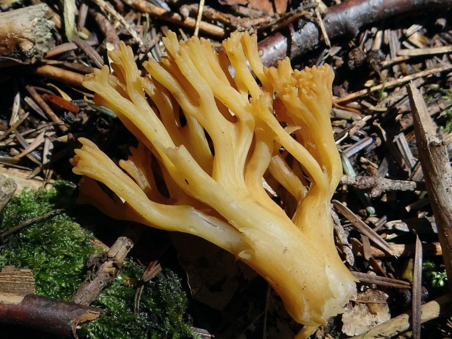 Рогатик желтый гриб