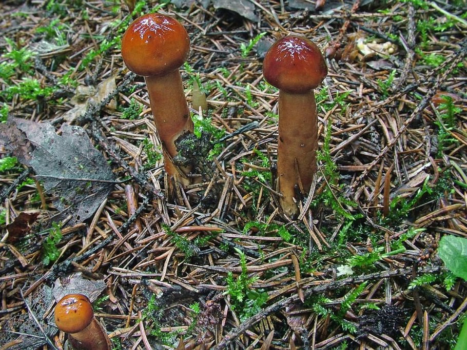 Лимацелла клейкая Limacella glioderma