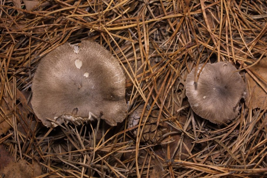 Нижний Новгород грибы