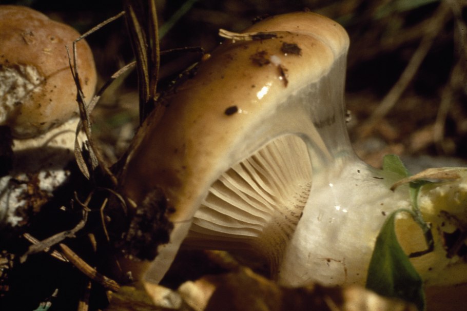 Мокруха гриб приготовление