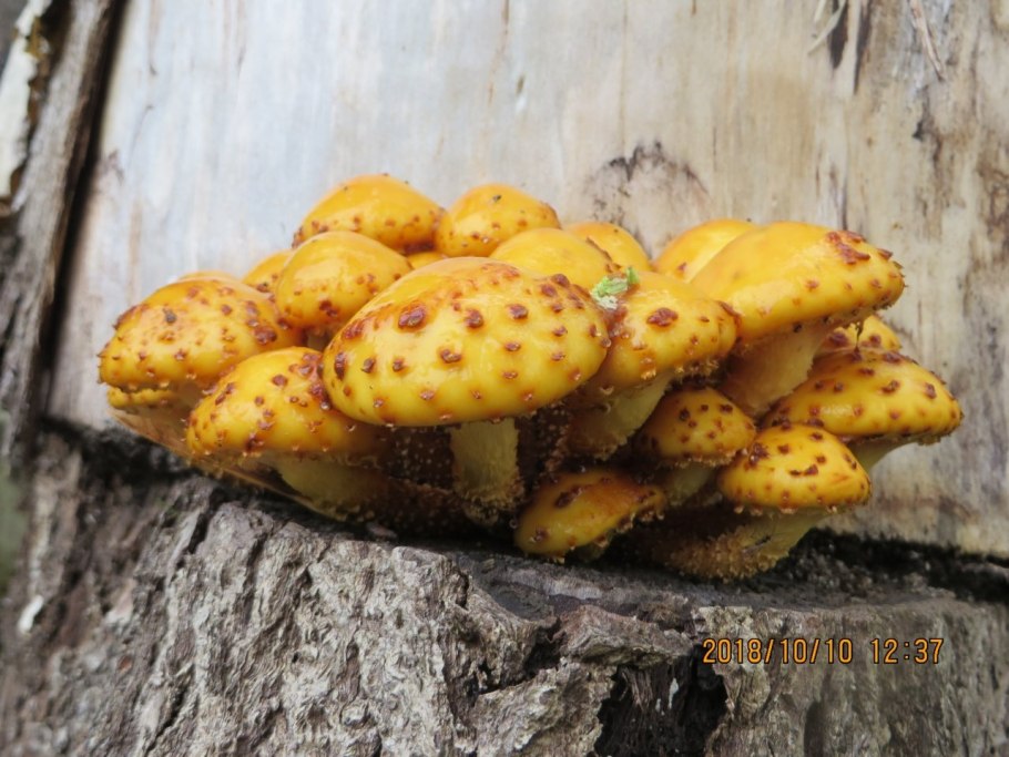 Гриб чешуйчатка слизистая шляпка