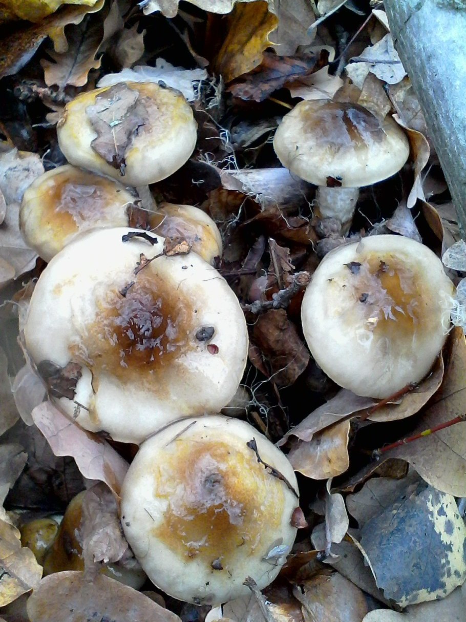 Гигрофор персона