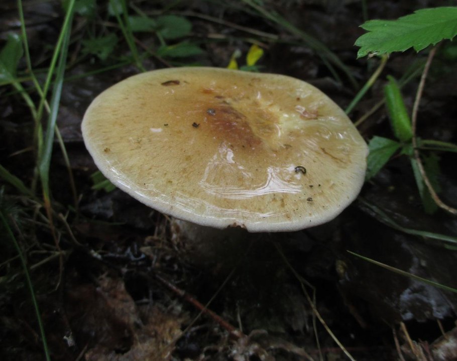 Картинки.грибы средней полосы в виде слизи .