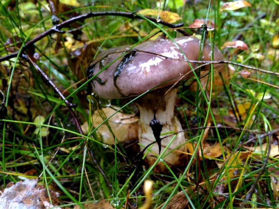 Мокруха Еловая (Gomphidius glutinosus)