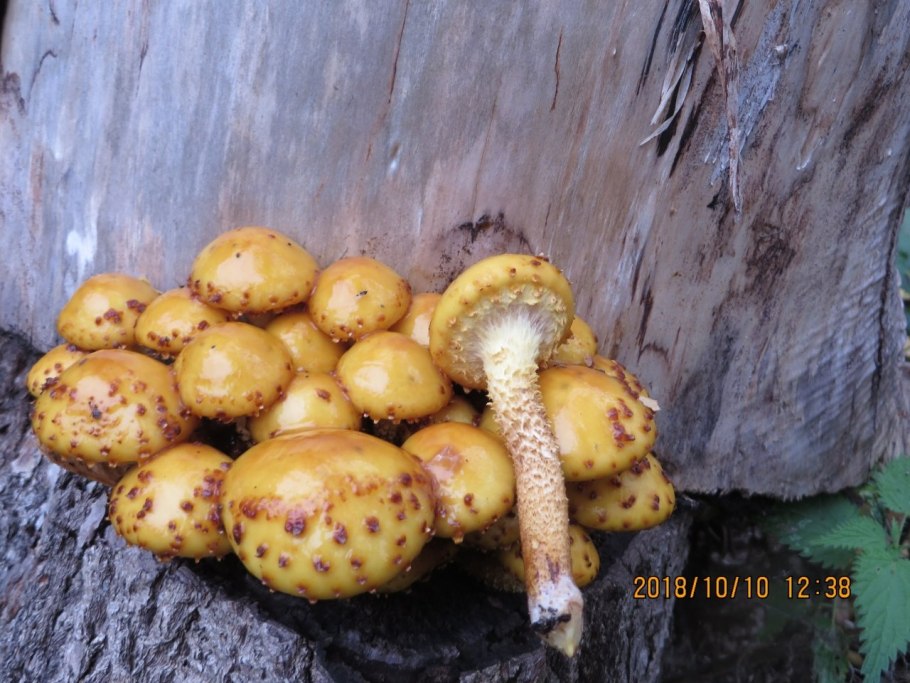 Гриб чешуйчатка золотистая приготовление