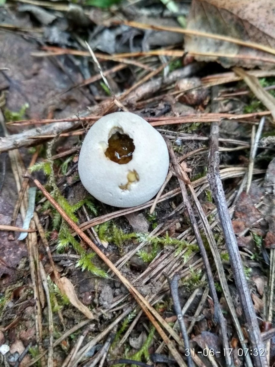 Гнездовка (Nidularia)