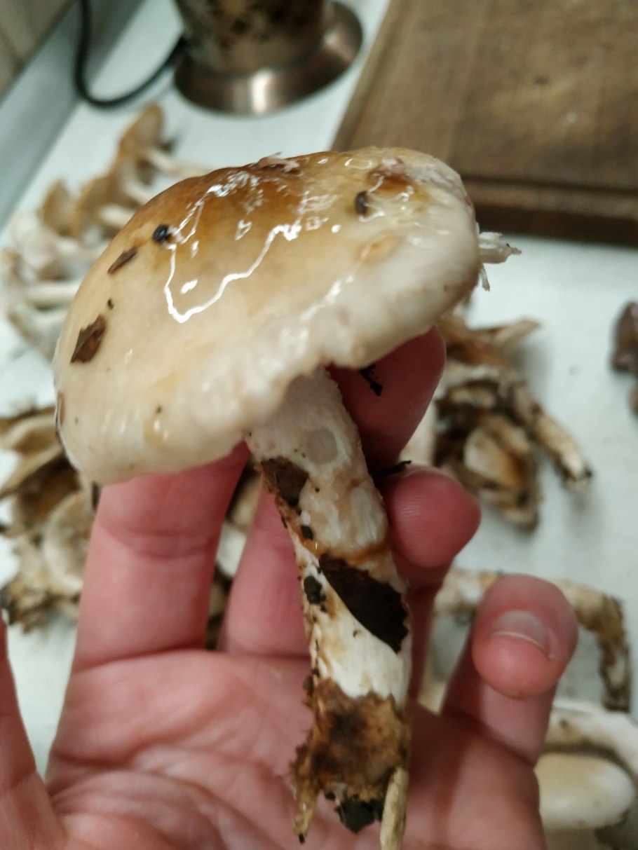 Паутинник слизевой Cortinarius mucifluus