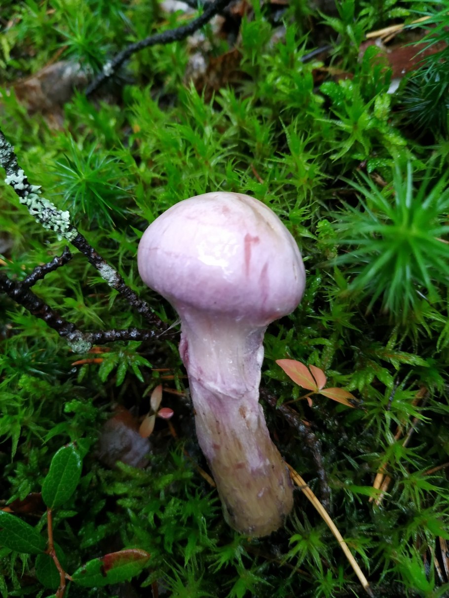 Гриб мокруха