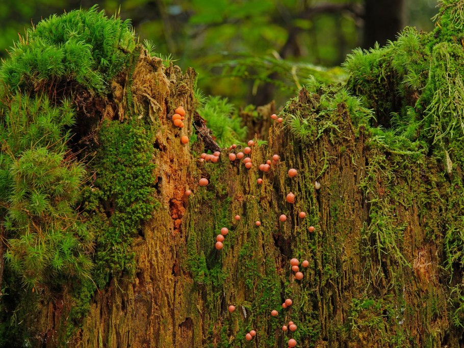 Ciuperci сьраешки