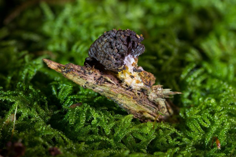 СЛИЗЕНЬ на грибе фото