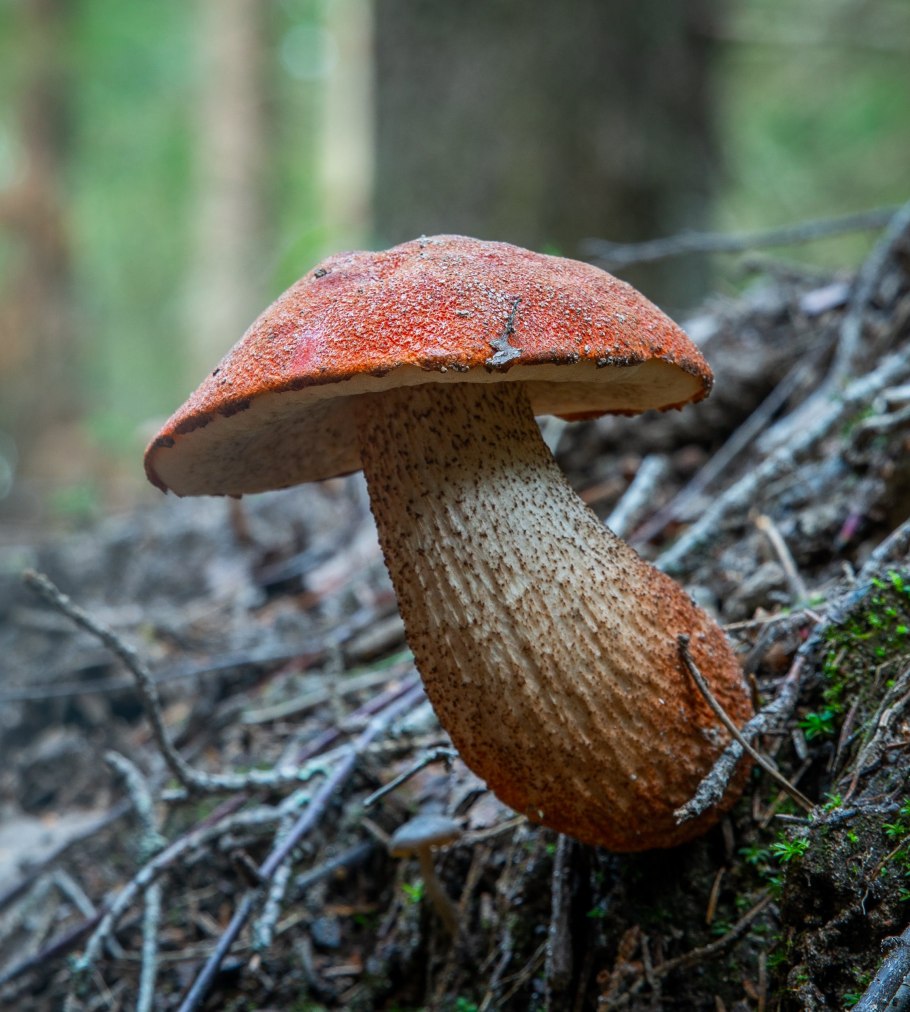 Подосиновик белый (Leccinum percandidum)