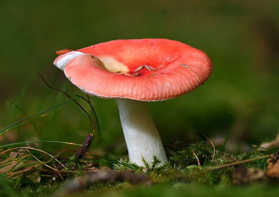 Гриб с красной плоской шляпкой