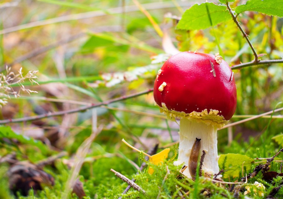 Болетус пурпурный