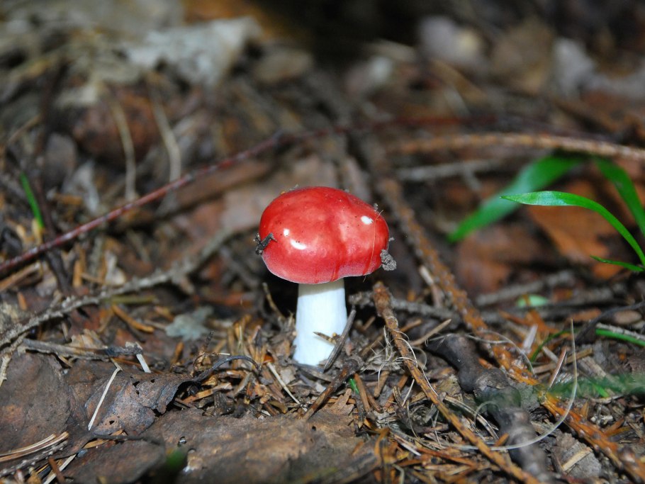 Гриб сыроежка красная шляпка