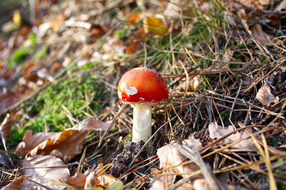 Подосиновик красный