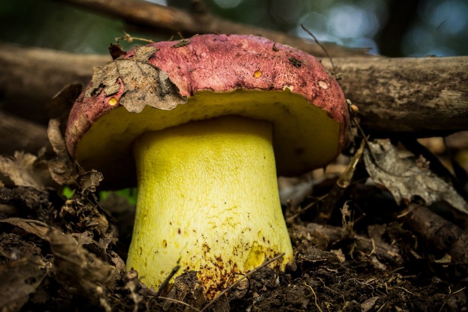 Дубовик крапчатый Boletus erythropus