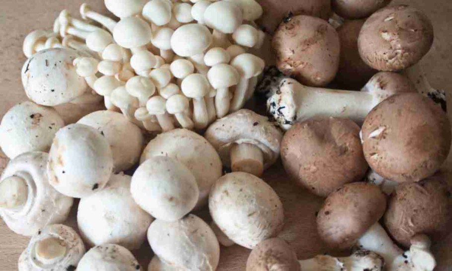 Сорта шампиньонов