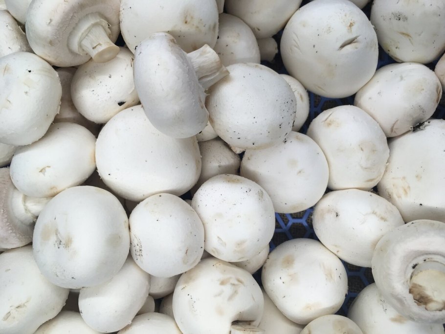 Съедобные грибы шампиньоны
