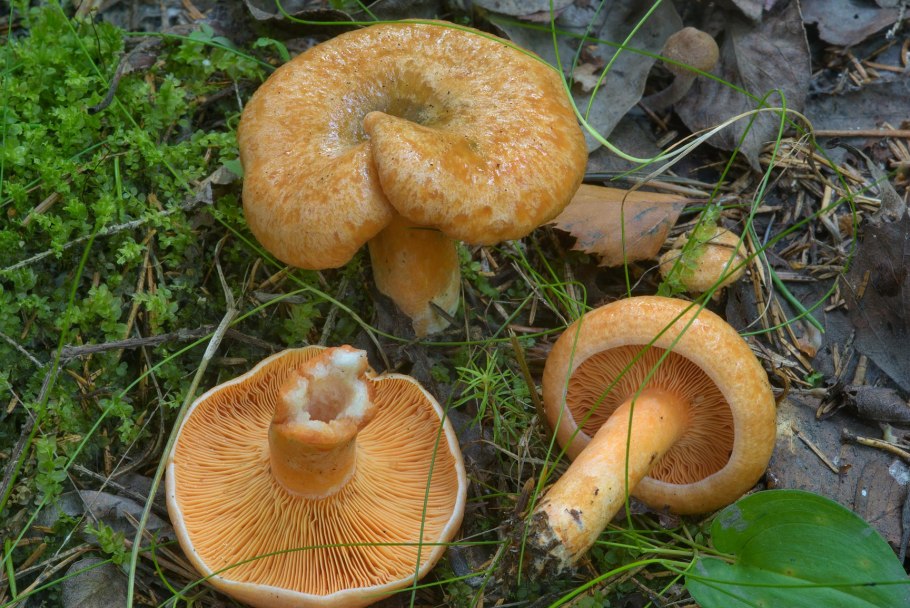 Lactarius badiosanguineus