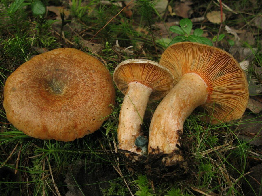 Рыжик еловый/еловик (Lactarius deterrimus);