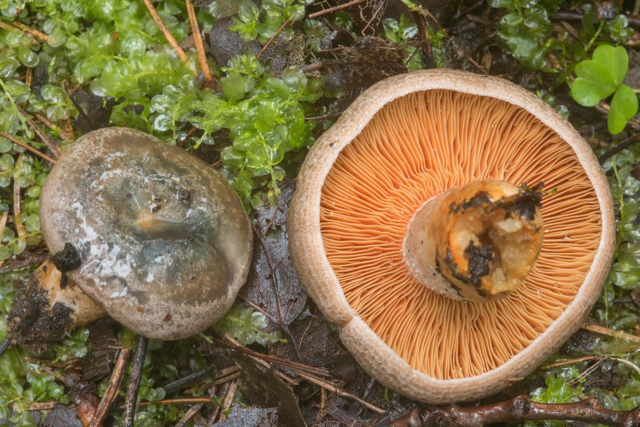 Рыжик еловый (Lactarius deterrimus)
