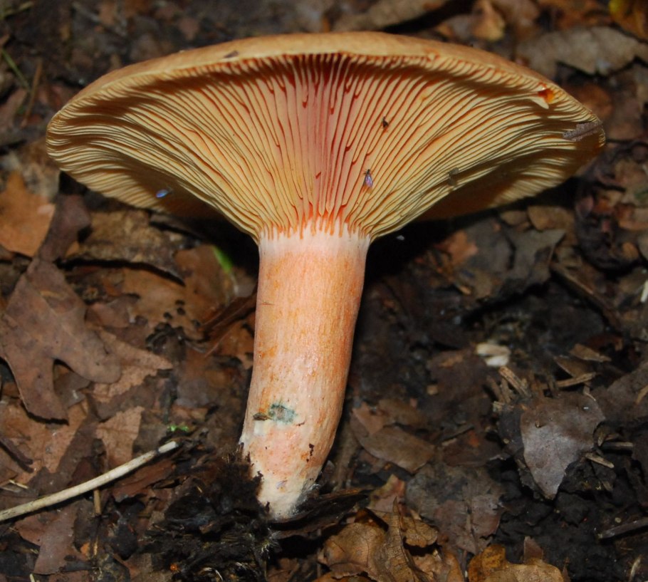 Lactarius deliciosus