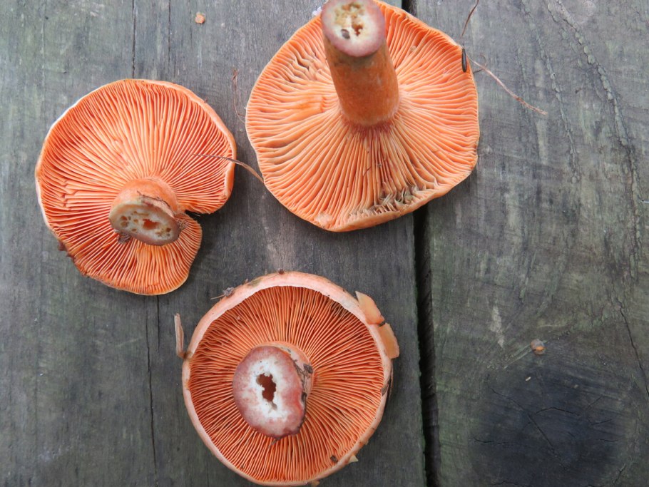 Гриб Янтарный млечник