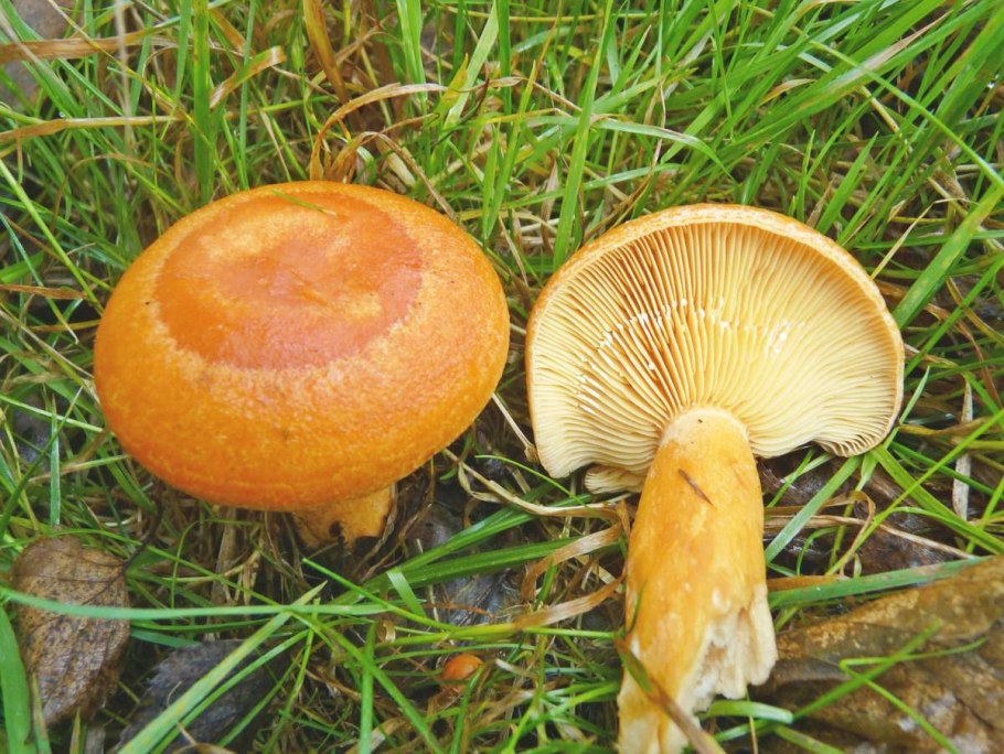 Грибы рыжики ложные